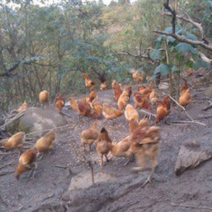 鸡的养殖技术