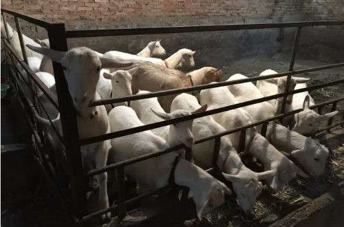 奶山羊产业，正在成为泾阳的贫困户产业脱贫的“金靠山”。
