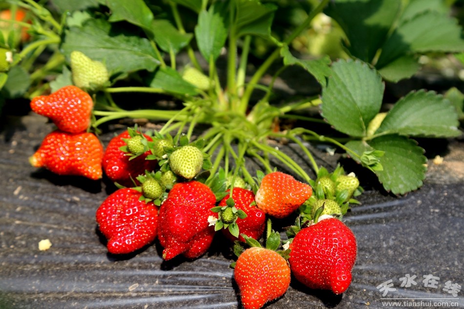 清水草莓熟了，邀您来游园采摘
