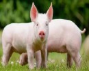 玉门市六大优势发展生猪产业显成效