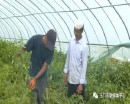 小金湾乡：设施农业开辟富农增收新路径